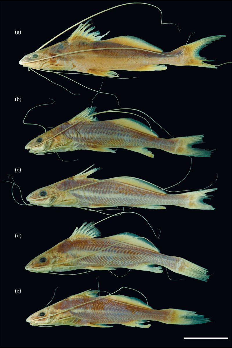 #NewSpeciesAlert - 𝑃𝑟𝑜𝑝𝑖𝑚𝑒𝑙𝑜𝑑𝑢𝑠 𝑙𝑜𝑏𝑎𝑡𝑢𝑠, a new species of long-whiskered pimelodid catfish is described from the upper Madeira system in Bolivia. #Pimelodidae
🔒 link.springer.com/article/10.113…