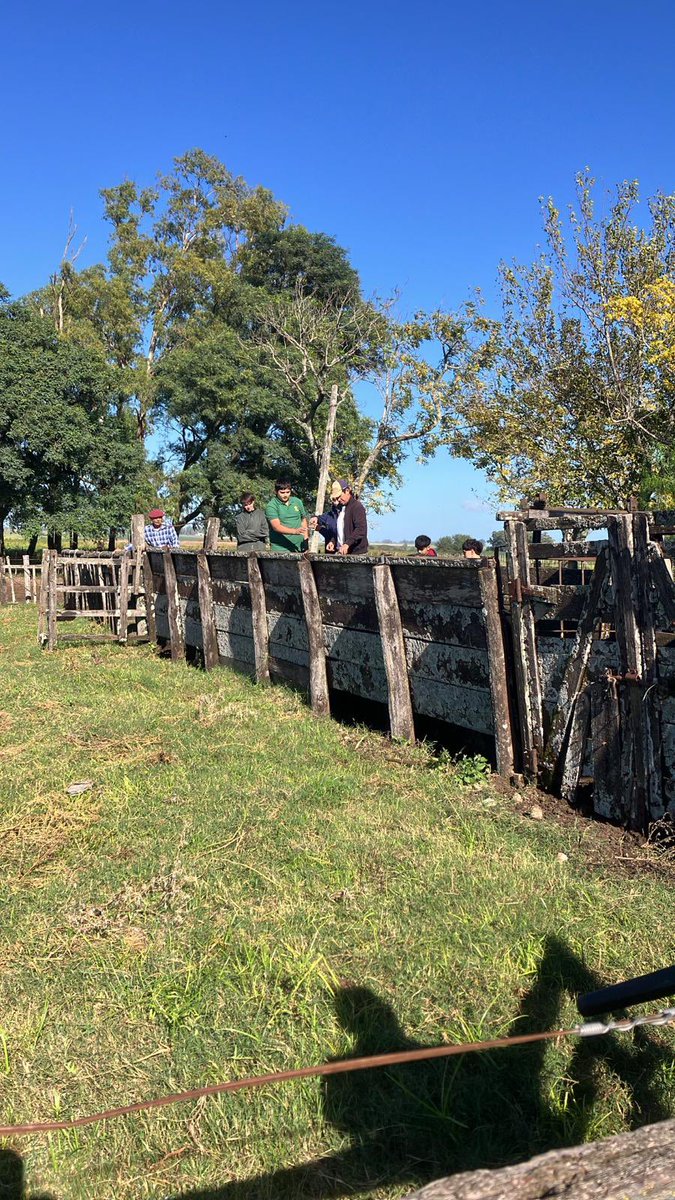 👉🏻En la mañana de hoy pesamos nuestro rodeo como todos los meses, 💪🏻también 💉vacunamos contra fiebre aftosa. 
Esta actividad fue tomada como práctica de los estudiantes de 1ero del EMT Agrario en el marco de nuestro convenio con @utu_young 

<a href="/RuralRioNegro/">Sociedad Rural de Río Negro</a> 
___

#cca