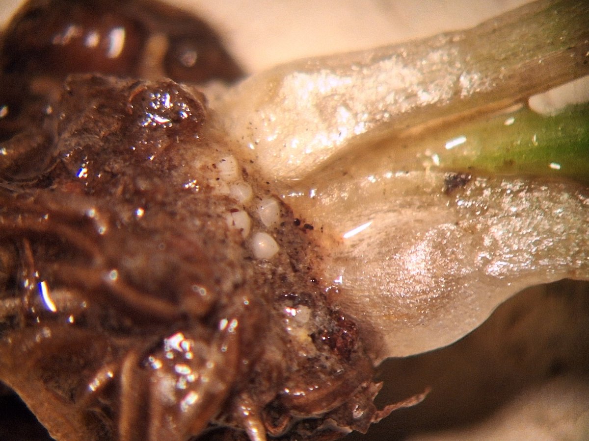 RBGV Science tweet media