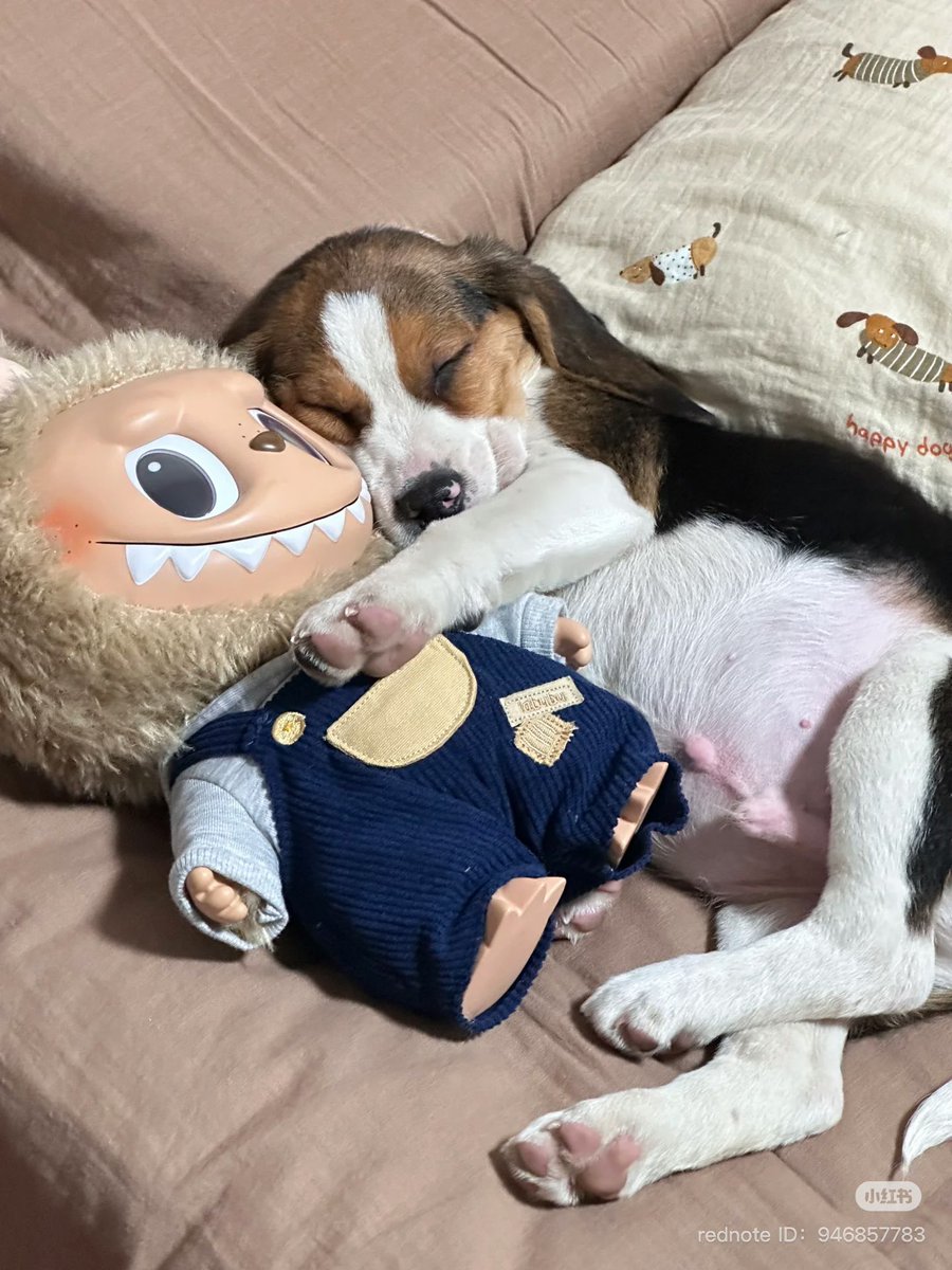 💖 (@twaniimals) on Twitter photo 