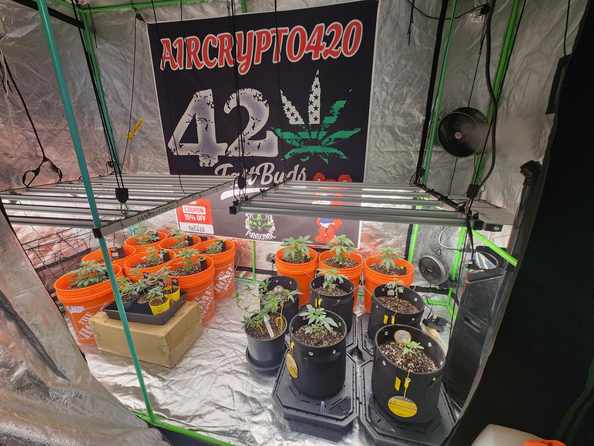 Ayeeooooo Growmies and Stoners out there im baaaaaack with an update!! New sponsorships, New Eqpt, New 🔥 Strains... Bearly Cultivating!!

STAY TUNED!!
#Seedsman #THCP4ND3MIC #BearlyCultivating  #growyourown  #vivosun #Fastbuds