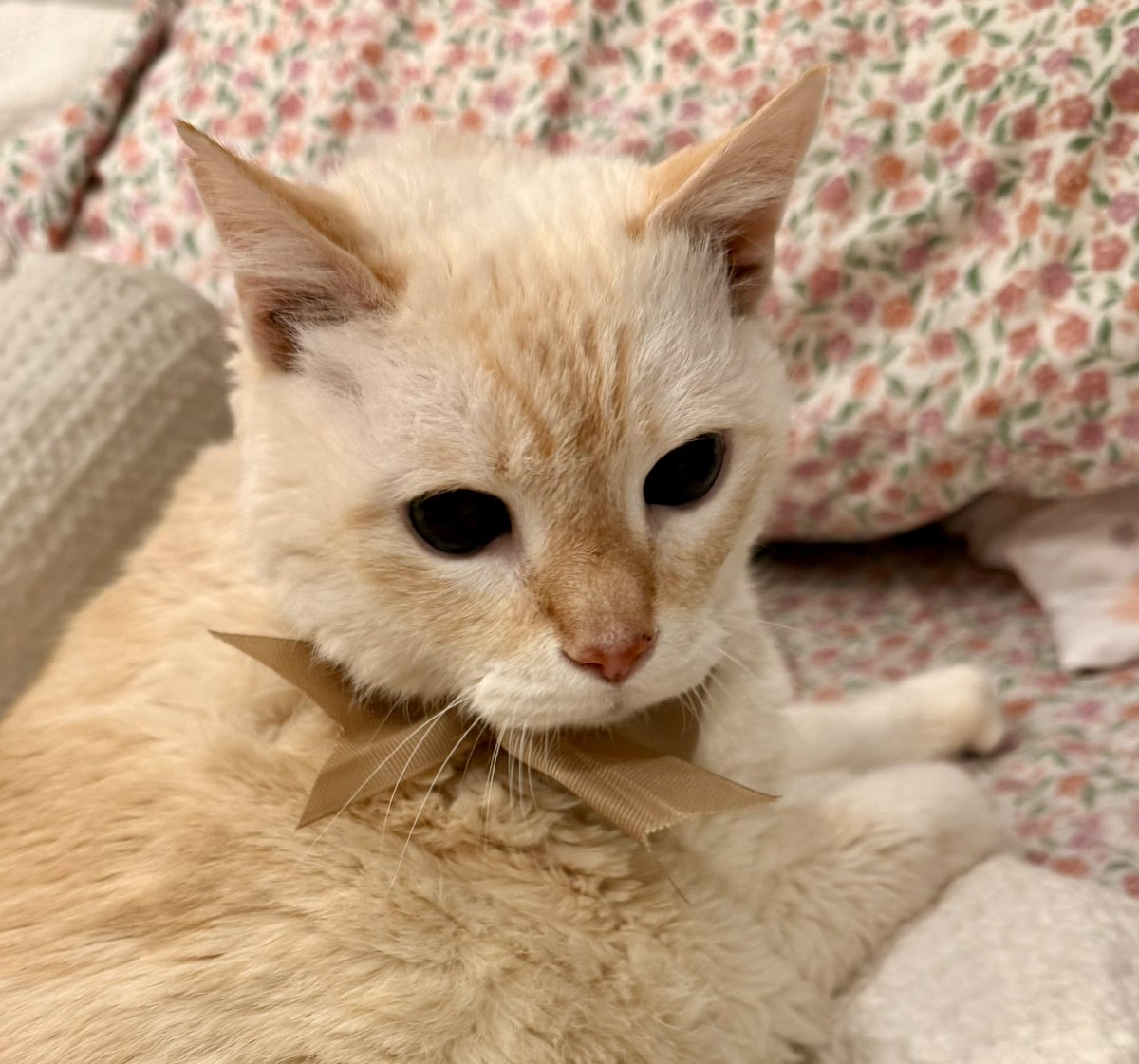 TuffyCat's tweet photo. Well, my human put a bow on me to signify that I have a birthday today. I hate it. โฆNot my birthday, of course, just the bow. Iโm NINETEEN!!!! That deserves more than a bow, I think! #HappyBirthday #NoFooling #cat #CatsOfX https://t.co/O7yEsHLs2A