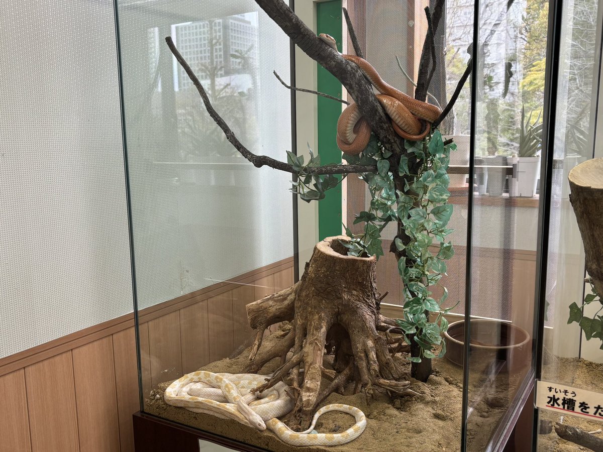 交通公園レポート】 ヘビ類の展示ケースを新設いたしました 体験学習
