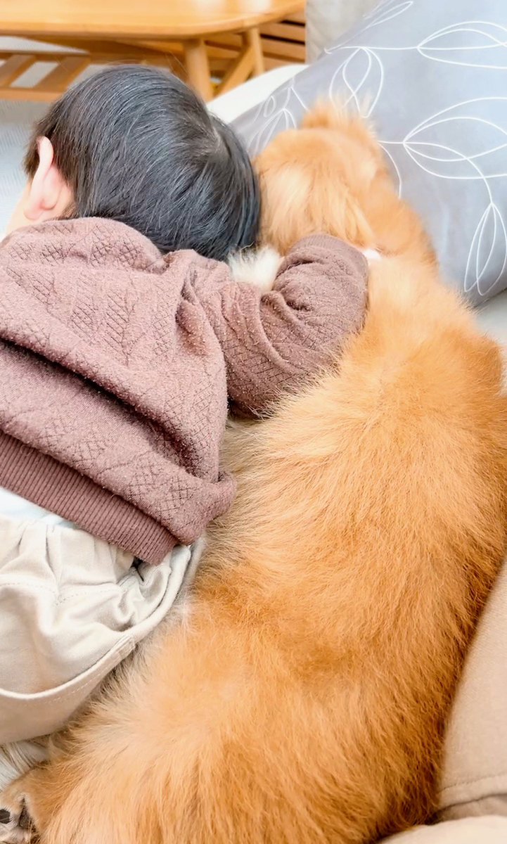 pon_webdesign's tweet photo. 今日で息子👶が１歳になりました🎉✨

出産が昨日のことのようで、１年あっという間でした🥺

それだけ充実してたということですね✨

クライアント様のサイトも無事に公開出来たので、今日は盛大にお祝いしたいと思います😆

↓写真は我が家の仲良しコンビです🐶👶♡ https://t.co/pS26iYkzMp