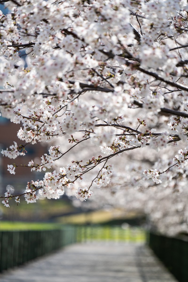 Welcome to April! The cherry blossoms are at their peak now. Let’s spring through Ito Campus!🌸
#KyushuUniversity #KyushuU #sakura #CherryBlossom #Fukuoka #Japan
