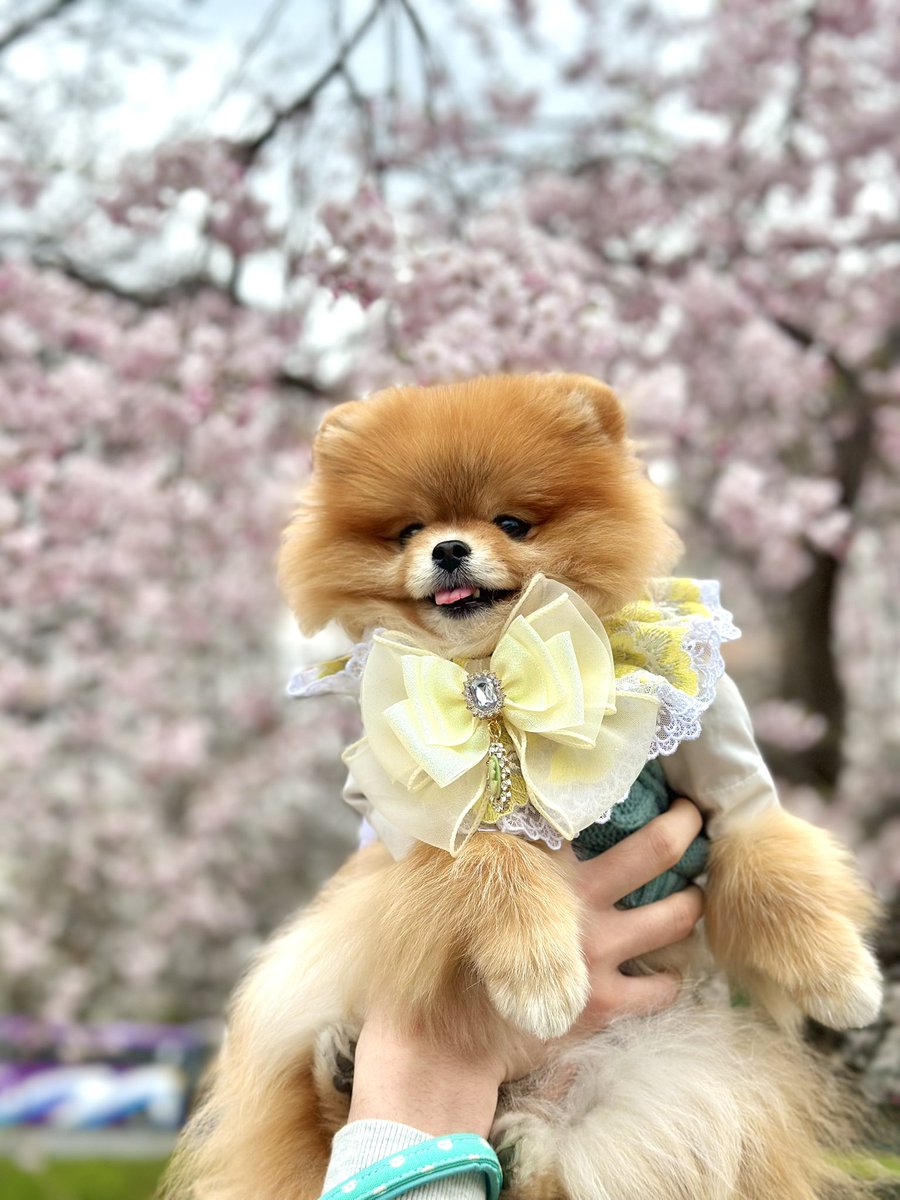 pokabu__'s tweet photo. 🌸🎶💌🌼🌷💛 https://t.co/prEg6c0G6U