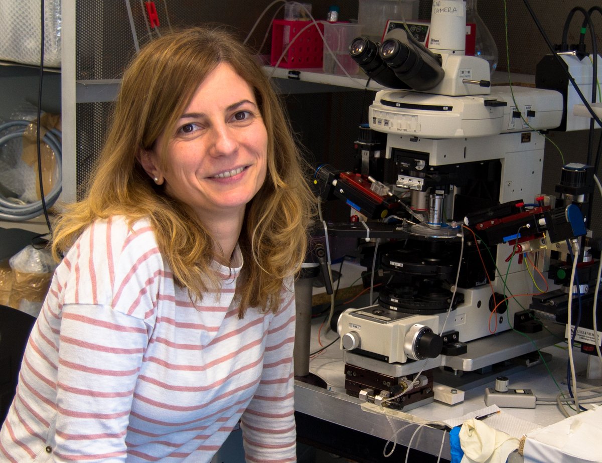 Studio finanziato dall’Autism Research Institute autism.org/ari-funded-res… mira a testare gli effetti di un farmaco, già in commercio per il trattamento delle malattie neurodegenerative, sui circuiti neuronali alterati in alcune forme di autismo #WorldAutismAwarenessDay