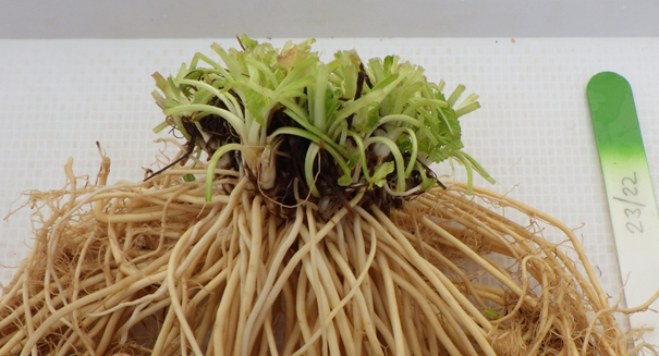 💥Unveiling the Hidden Half: The Role of Belowground Organs in Perennial Plants
A new blog contribution▶️1url.cz/M175s
The need for #comprehensive #ecological studies that integrate both #aboveground and #belowground #traits over extended periods.
#ExFuMo #GoBelowground