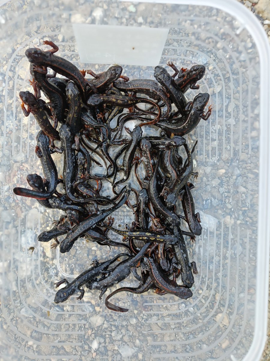 販売自粛も大事だけどこういう行政の工事で死んでいくのもなかなかやばいと思う