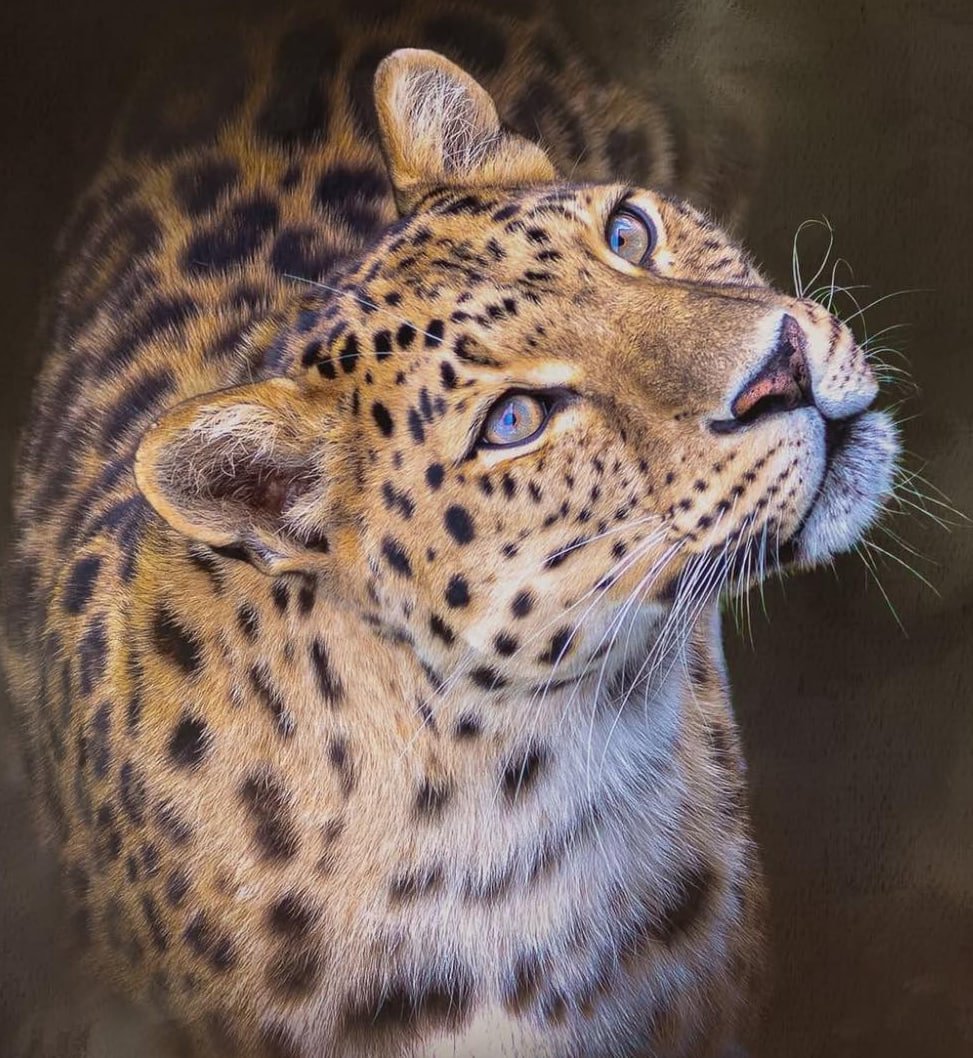 1808N's tweet photo. #NiceAnimals #Nature #BigCats #AmazingCats #AwesomeAnimals #КрасивыеЖивотные #ФотоЛеопард https://t.co/H5JZ2Mhtmd