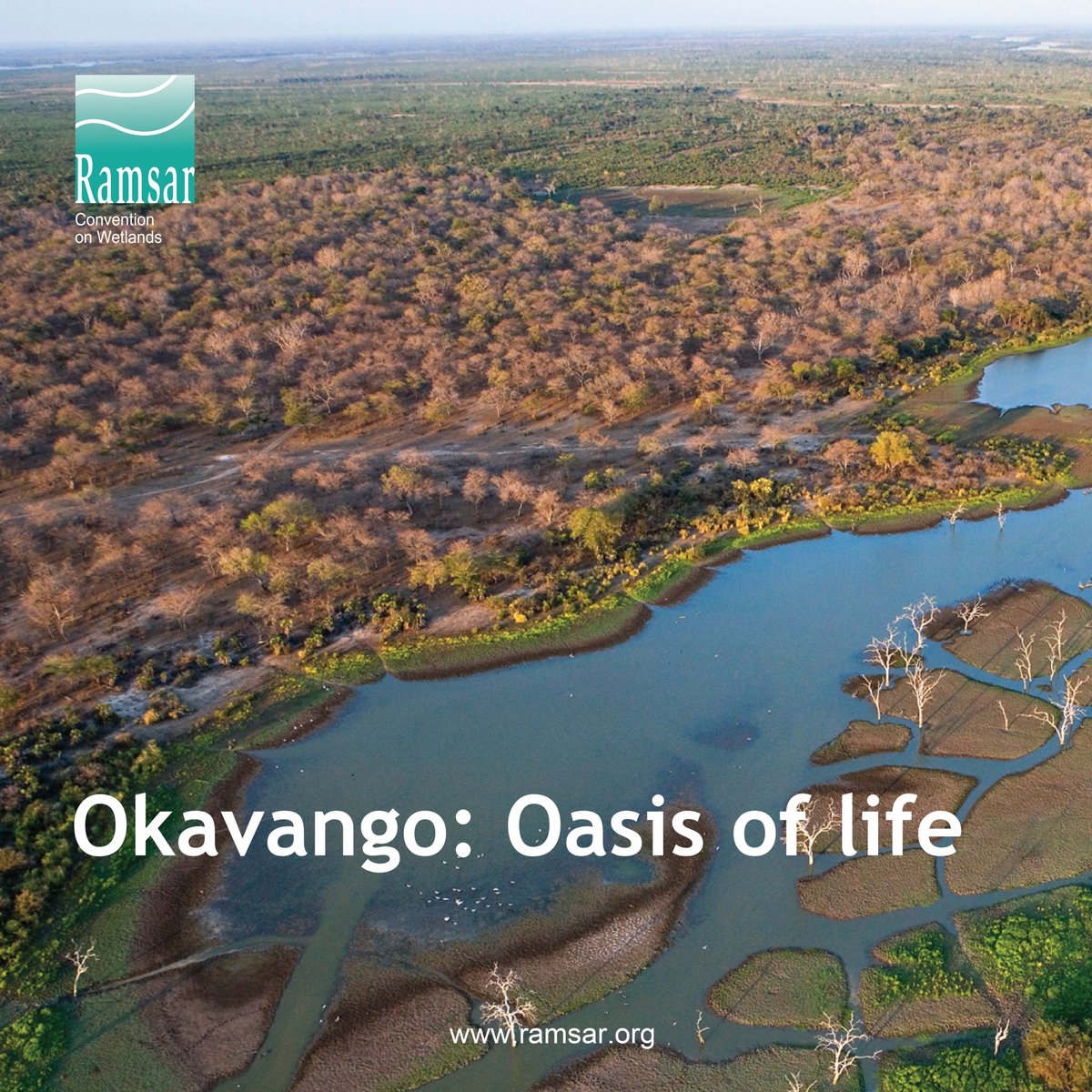 RamsarConv's tweet photo. The Okavango Delta is a cradle of life. This wetland, the largest inland delta in the world, provides an irreplaceable sanctuary for endangered wildlife and a critical source of water and livelihood for communities in the region. 

#WetlandsWednesday https://t.co/UFQNiHuSkT