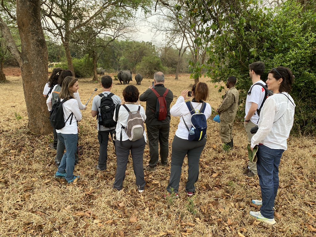 In the 1980’s we saw a local extinction of rhinos 🦏 in Uganda. About 40 years later, the 2005 project by <a href="/rhinofunduganda/">Rhino Fund Uganda</a> and <a href="/ugwildlife/">Uganda Wildlife Authority</a> has see the numbers rise to about 50 northern white rhinos at Ziwa Rhino Sanctuary. 

There is plans to re-introduce the to the wild.
#rhinos