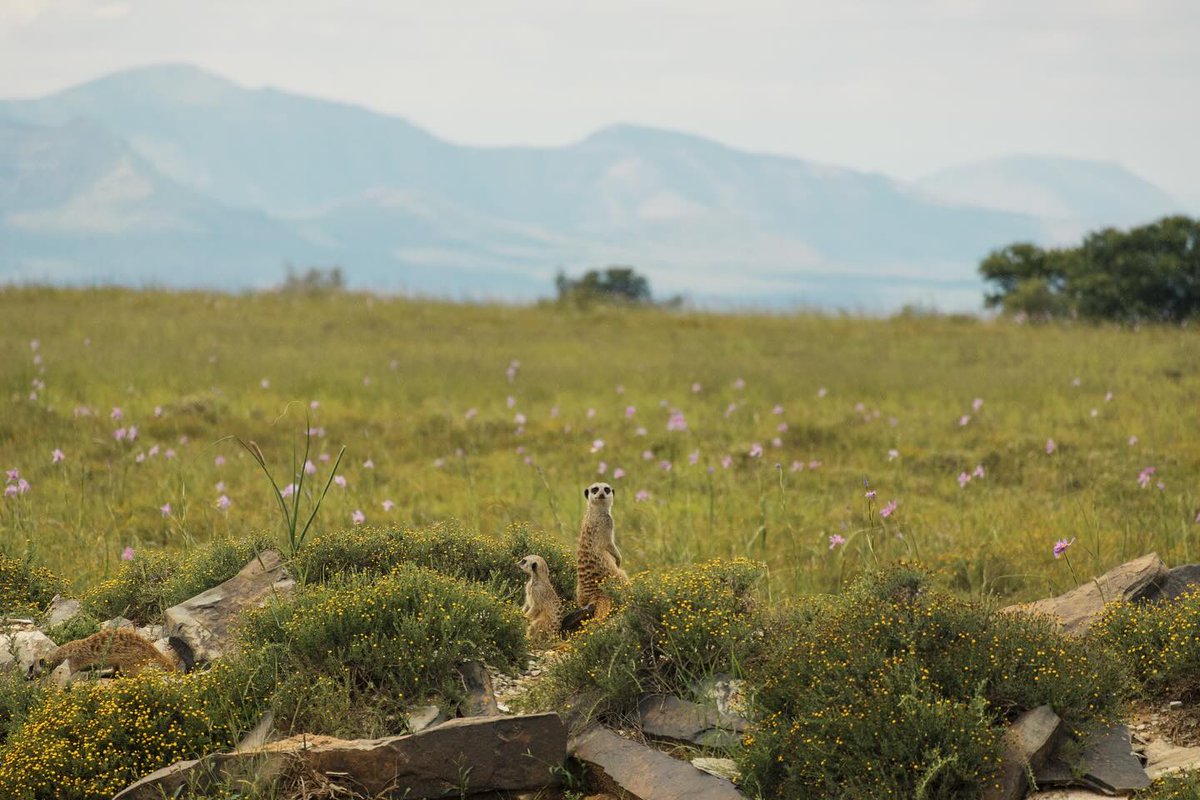 #MountainZebraNationalPark sentries on duty... 📷Reace Marais #LiveYourWild <a href="/SANParks/">SANParks</a>