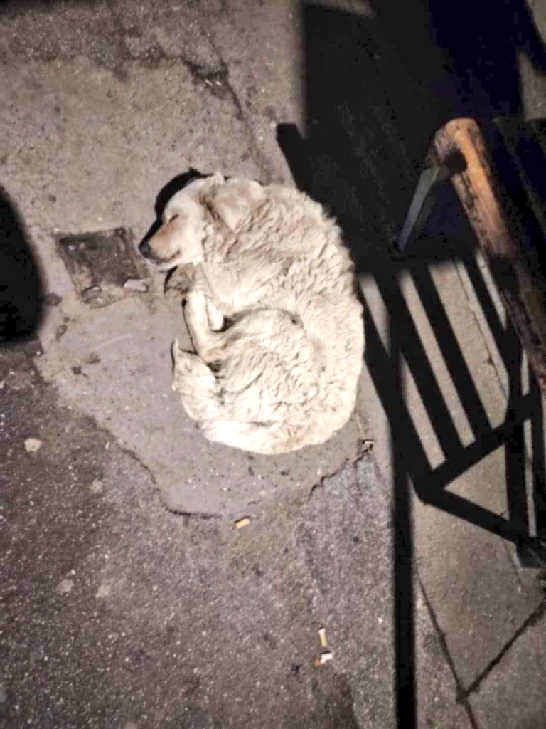URGENT APPEAL 
Louise was sent this picture late last night and she has hardly slept worrying about this poor dog 💔💔

Apparently this dog was ejected from a car yesterday afternoon and has been wandering around a village in Bosnia until eventually he/she gave up and went to
