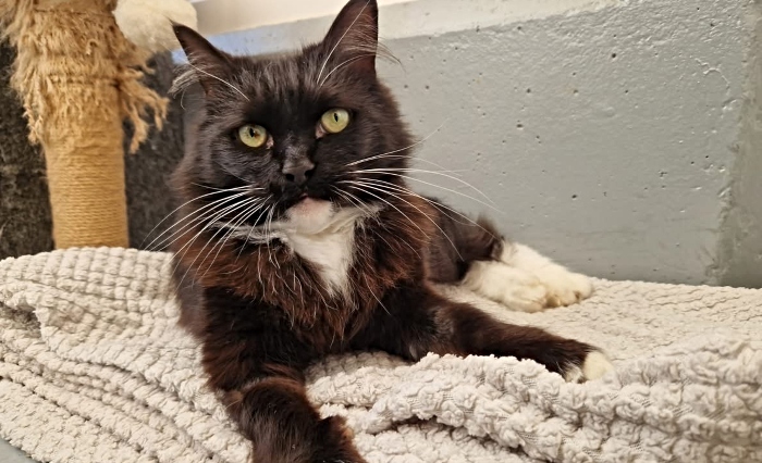 NANTWICH: <a href="/RSPCAStapeley/">RSPCAStapeley Grange</a> in Nantwich launches rehoming appeal for stray cat found so hungry it was eating plastic - can you help?thenantwichnews.co.uk/2025/04/02/rsp…