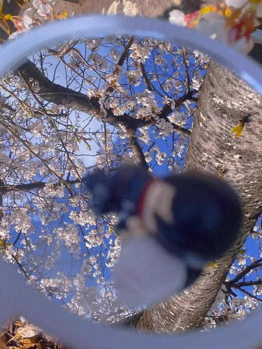 推し、桜、花びら、空の全部が主人公になるので、撮影時の鏡使用…とってもおすすめ。