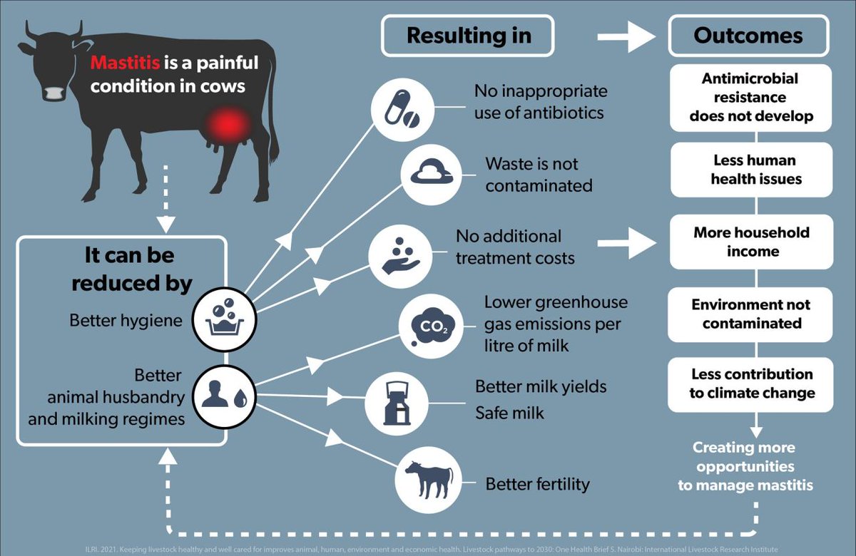 ILRI.org (@ilri) on Twitter photo New ILRI research calls for Kenya to create standard guidelines for cattle #mastitis (udder infection) treatment and diagnosis, finding animal health providers rely on clinical signs & treatment with common antibiotics.
Full study: hdl.handle.net/10568/173954 <a href="/dishonmuloi/">Dishon Muloi</a> <a href="/ehpatel/">Ekta Patel</a> New ILRI research calls for Kenya to create standard guidelines for cattle #mastitis (udder infection) treatment and diagnosis, finding animal health providers rely on clinical signs & treatment with common antibiotics.
Full study: hdl.handle.net/10568/173954 <a href="/dishonmuloi/">Dishon Muloi</a> <a href="/ehpatel/">Ekta Patel</a>