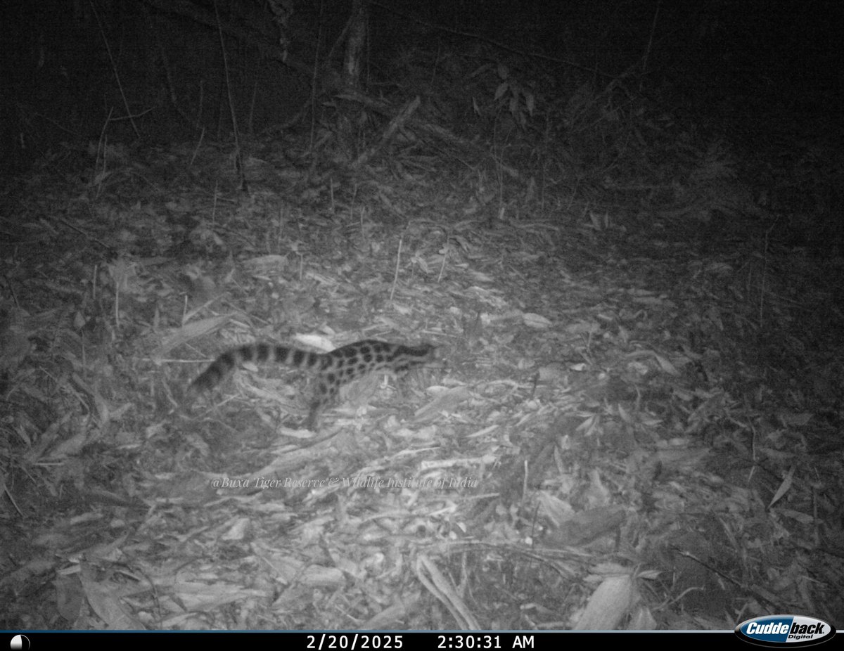 WII and Buxa TR team captured the first photographic record of the Spotted Linsang (Prionodon pardicolor) in Buxa Tiger Reserve! This elusive species, the smallest viverrid in India, is arboreal, inhabiting tree hollows in the dense forests of Southeast Asia. While it has been