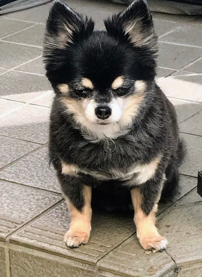 【⚠️迷子犬捜索中】🎈
🐶🆘神奈川県〝ベネちゃん♀〟
🔹2025.2.13
◾️川崎市宮前区犬蔵３丁目で逸走
🍀事故に遭ったとの知らせもなく、
いまだ発見に至っておりません。保護後に未届けの可能性があります。引き続きお願いいたします🙇‍♂️
#迷子犬 #川崎市迷子犬
#菅生清水公園 #チワワ迷子 
#ベネちゃん