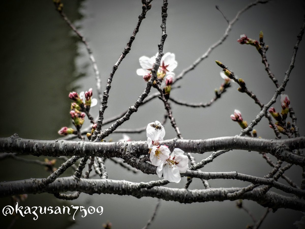 kazusan7509's tweet photo. 今年度から本気に #SonyCamera #Cybershot の『DSC-QX10』とか使いながら、写活をすることに。
不便なのは、#MicroUSB での給電しかないコト。
作品名:『伊賀川に咲桜。蜂さんいらっしゃい』
撮影場所:竹千代橋(#愛知県岡崎市)
#Kafe_turu #followme #かずちゃん
#いいねした人全員フォローする https://t.co/m7CGvwZj6O
