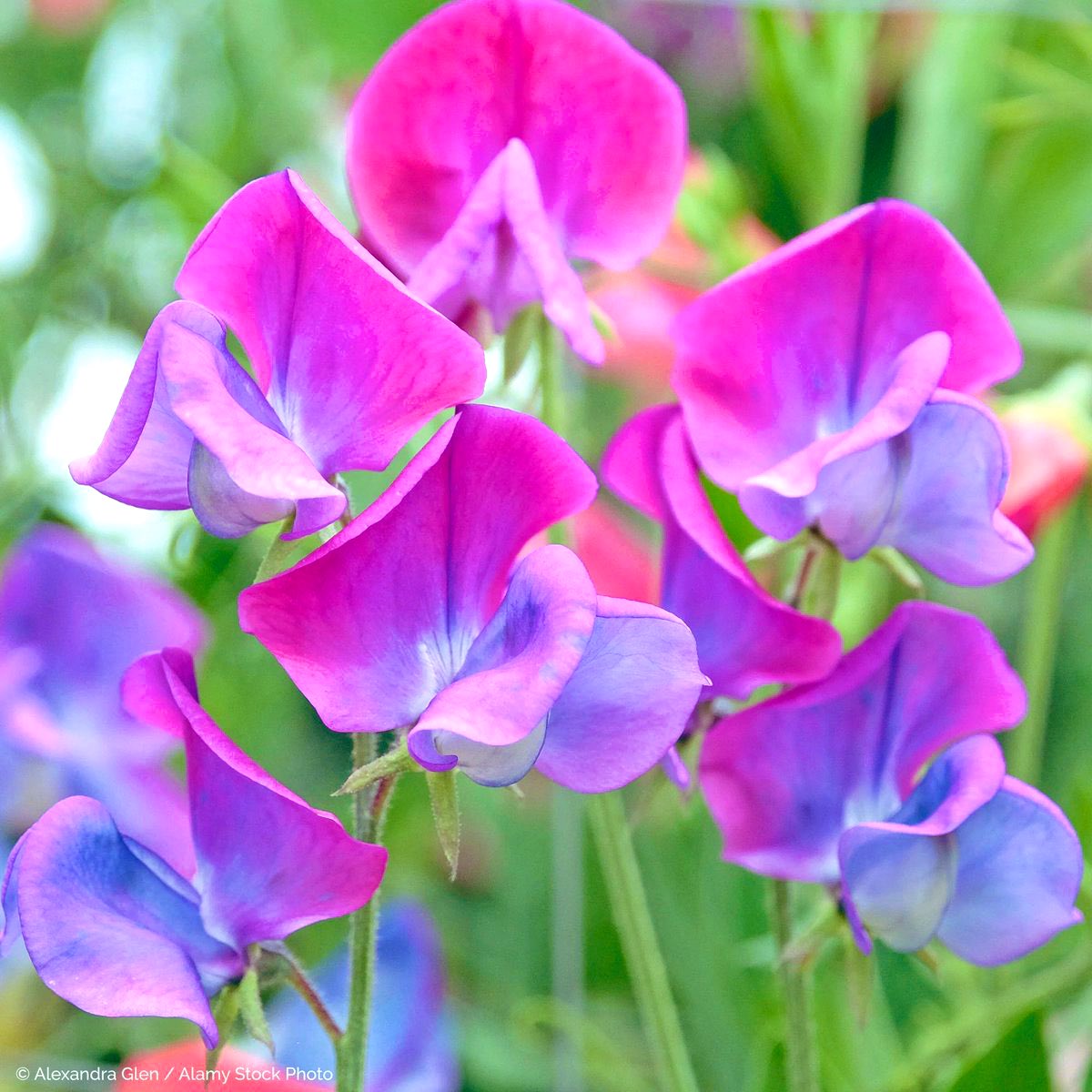 Flower Show tweet media