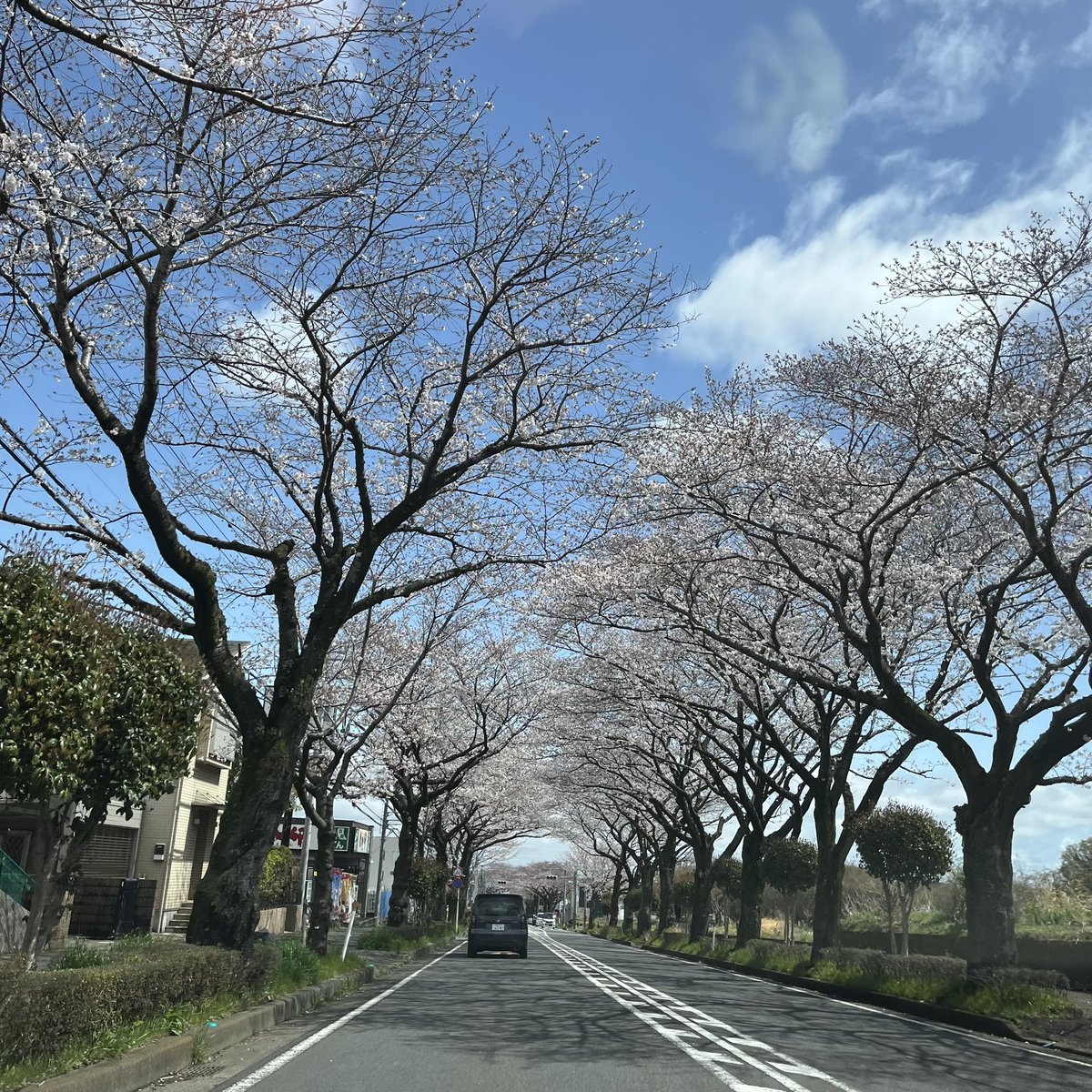ikirulabo's tweet photo. 本日🌸
秦野市の桜🌸
満開です❗️
天気も晴れてるし☀️
良い花見日和🌸

#はだの桜みち https://t.co/W8FKofXeZC