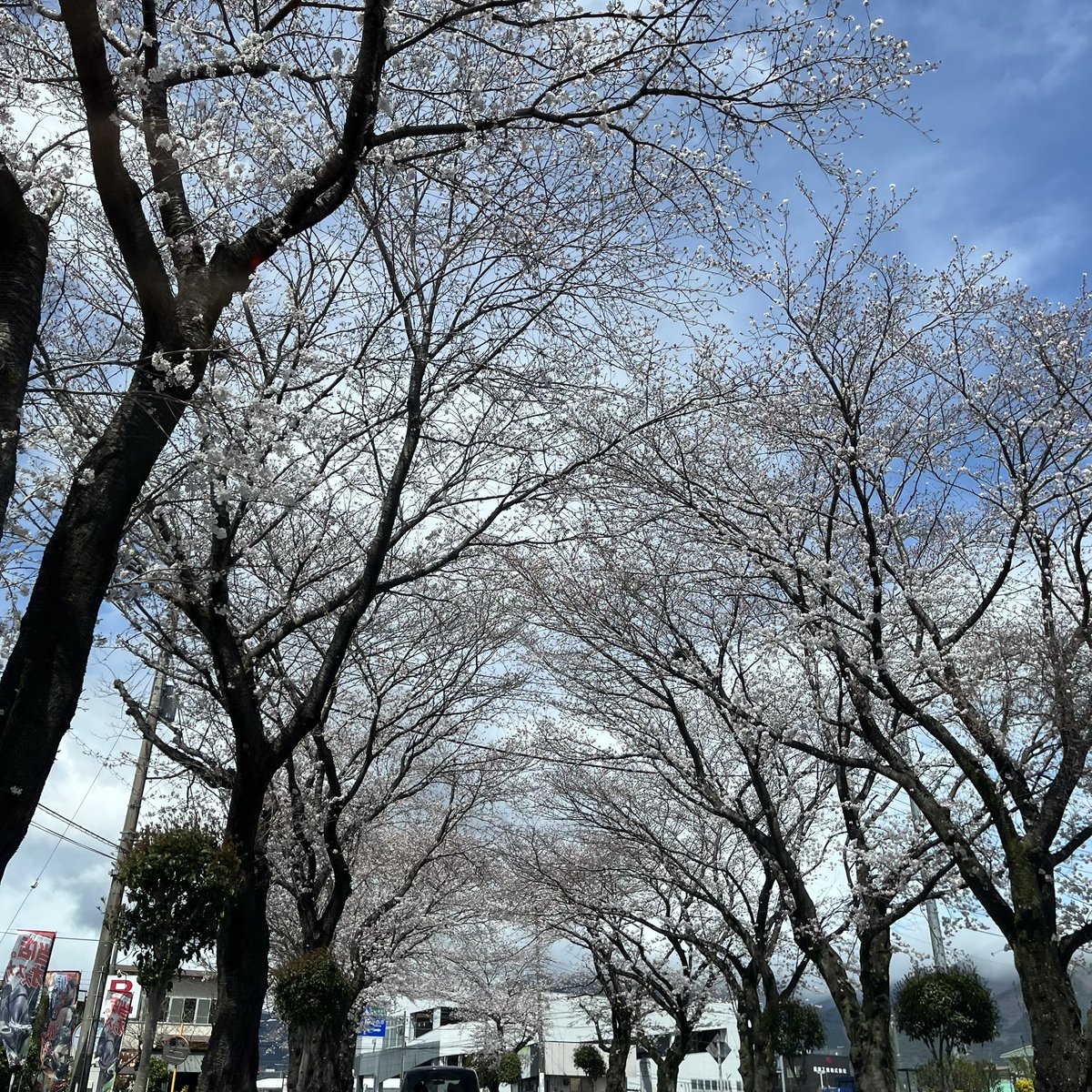 ikirulabo's tweet photo. 本日🌸
秦野市の桜🌸
満開です❗️
天気も晴れてるし☀️
良い花見日和🌸

#はだの桜みち https://t.co/W8FKofXeZC