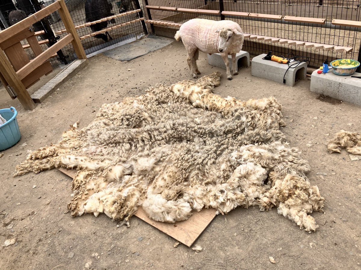 羊の毛刈りの季節がやってきました🌸 今年1番に毛刈りしたのはオス羊の