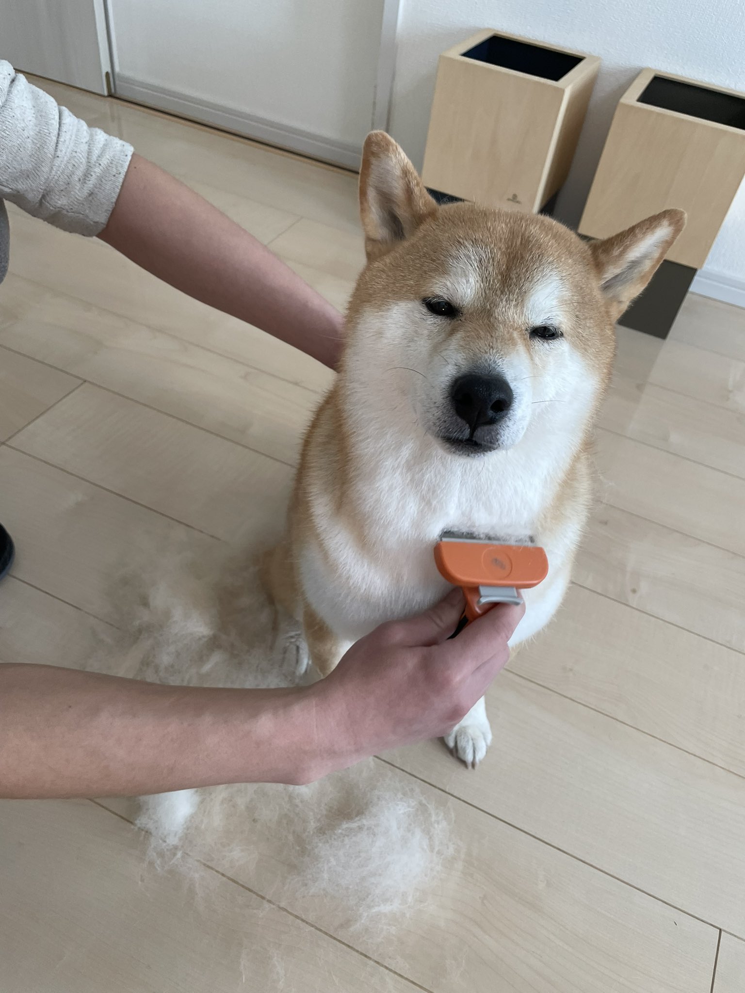 柴犬ふぅ (@ShibaFuu0517) / X