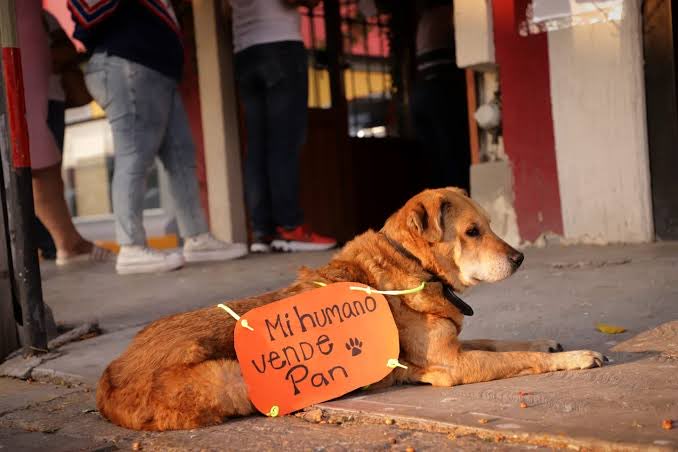 DiloConPerritos's tweet photo. Gomita fue una perrita rescatada en la Ciudad de México que marcó la historia de Panati, una panadería ambulante. Su presencia no solo atrajo clientes, sino que también cambió la vida de Jorge, su dueño, al ayudarlo a superar un padecimiento de toda su vida. 

🧵 https://t.co/Ulth8LRRy5