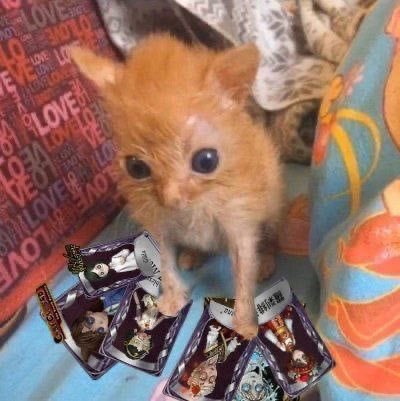 rin, ia tweet media