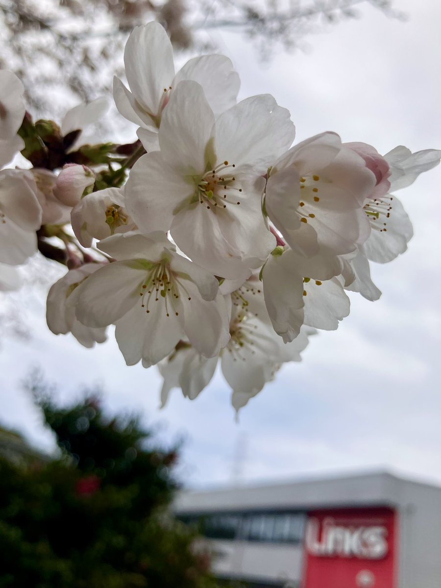 あったかくて
会社のサクラも ほぼ満開🌸

週末はお花見かな(*´꒳`*)

#TLを花でいっぱいにしよう
#岐阜 #関市