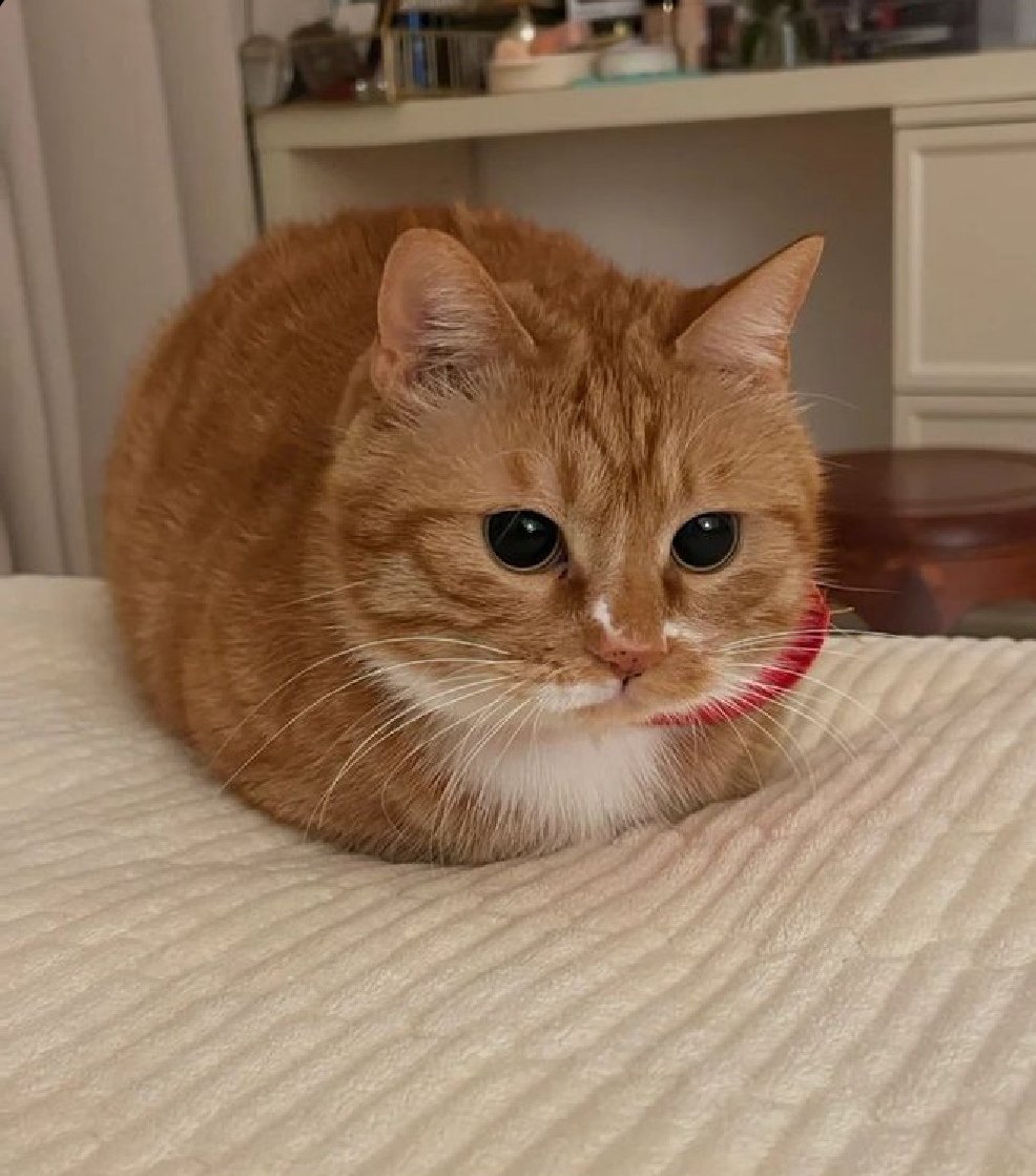 LoafCat_CN's tweet photo. 新鲜出炉，完美黄色大面包
触感柔软而富有弹性
仿佛就是这片空间中最好的装饰品
让人忍不住用镜头记录下这美好的瞬间📷✨ https://t.co/UD27nyTB50