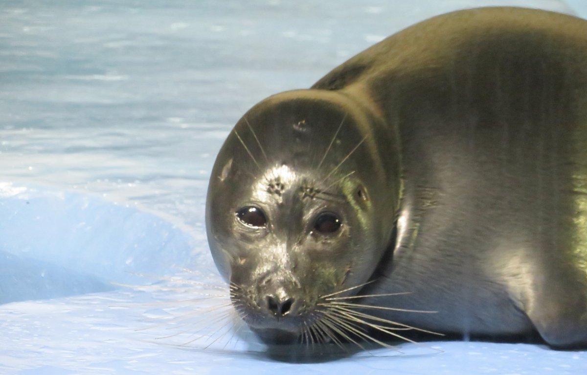 shu_1aquarium's tweet photo. ニコくん
３枚目、手に顎を乗せているというよりは、手でエサの横取りをガードされています😂
#バイカルアザラシ 
2025.3  鳥羽水族館 https://t.co/QYgIbjQrEI
