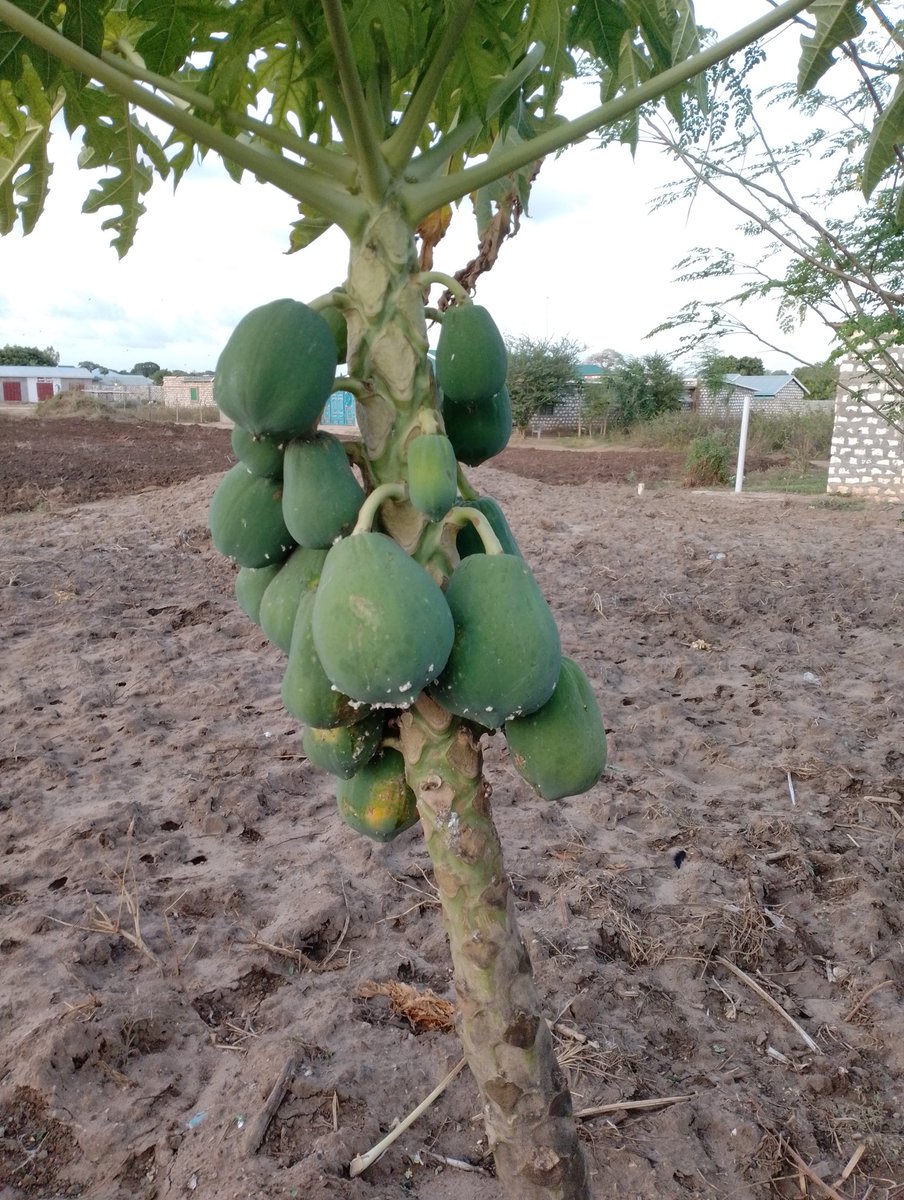 Mealybugs can cause massive losses in pawpaw farms but can be controlled organically using Neem oil or ladybirds as predators. With heavy infestations usage of emerald from <a href="/greenlifeagro/">Greenlife Crop Protection Africa Ltd</a> is very effective. #Gachagua, #Arteta, #Murima