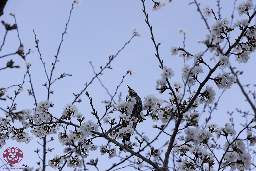 新年度がスタート🎉しました
センターの前の桜の木が咲き始めています🌸
埋文センターも新たなメンバーを迎え活気づいています！
引き続き埋蔵文化財の情報をお届けしていきますのでよろしくお願いいたします😊