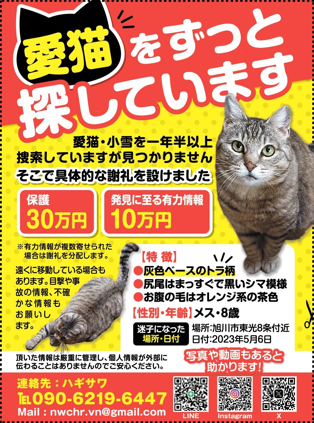 【2024新春福袋】 迷い猫小雪 on X:  その他