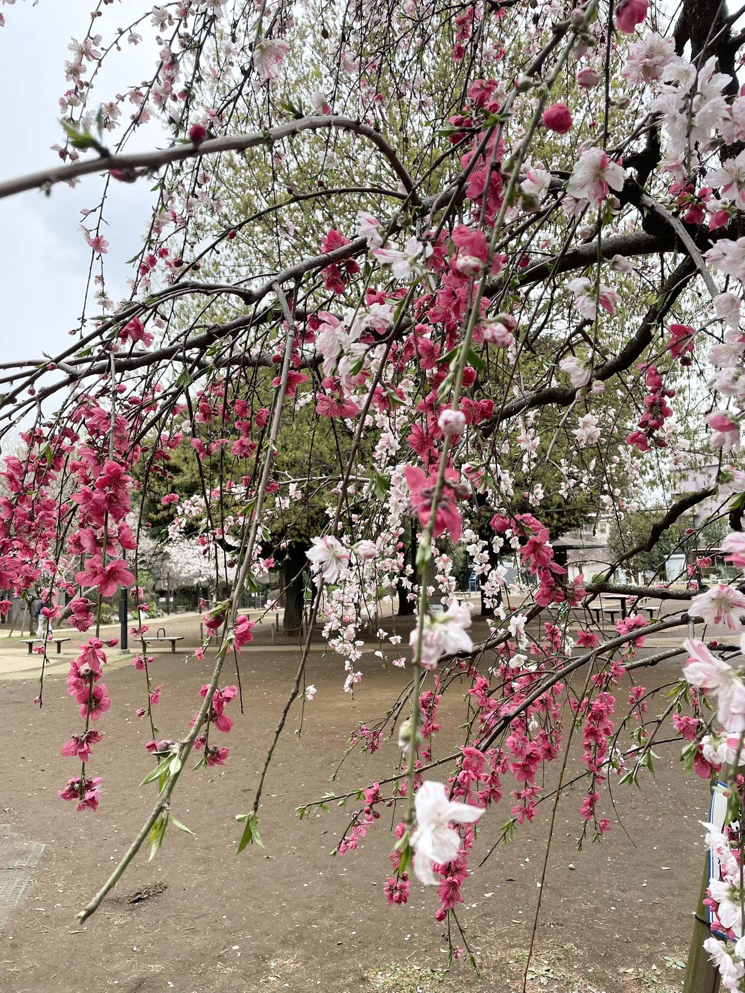 桃の花 hqdefault.jpg