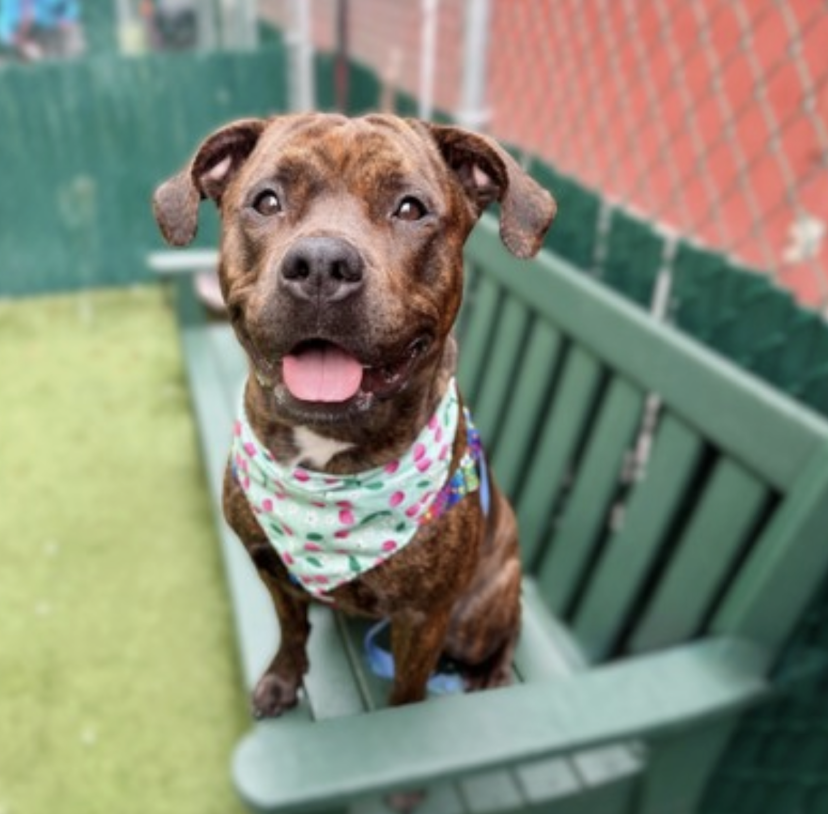 BeeDoDoobieDo's tweet photo. Stacy is breathtaking, a gorgeous coat and milk chocolate colored eyes.  She is waiting to meet prospective humans in Manhattan. Don't make her wait any longer💝💝 https://t.co/1drZ8RqMde
#AdoptAShelterDog #SaveALife #FosterMe