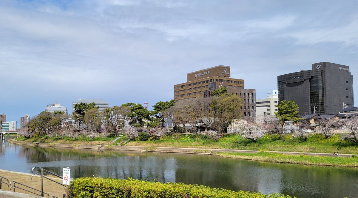 kkkoudaiddd's tweet photo. ソメイヨシノはまだ少しだったけど、
この桜の品種は満開でした🌸🌸🌸
 #岡崎市
 #吹矢橋公園 https://t.co/DolI2lPlev