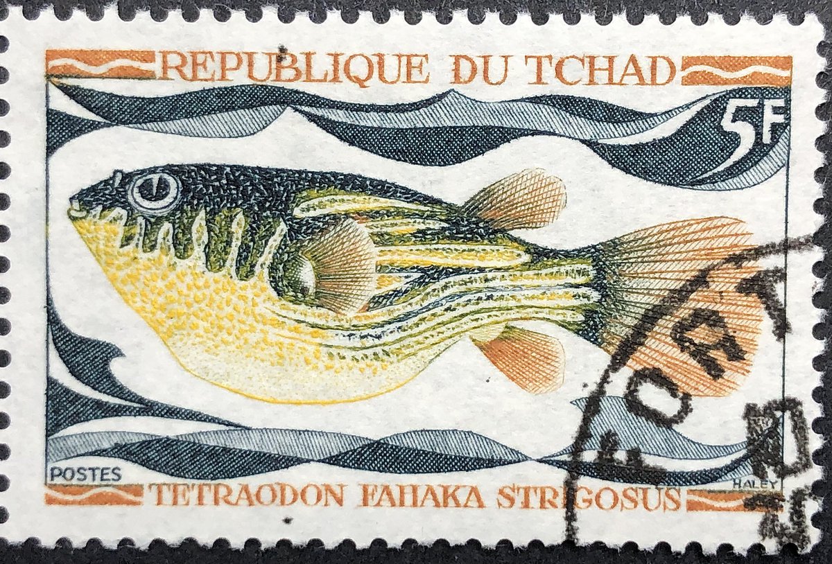 This #EngravedBeauty from 1969 Chad features a freshwater tropical fish called a Fahaka Pufferfish. It can grow up to 1.4 ft (43 cm) in length and is found in West, Northeast and East African water basins.