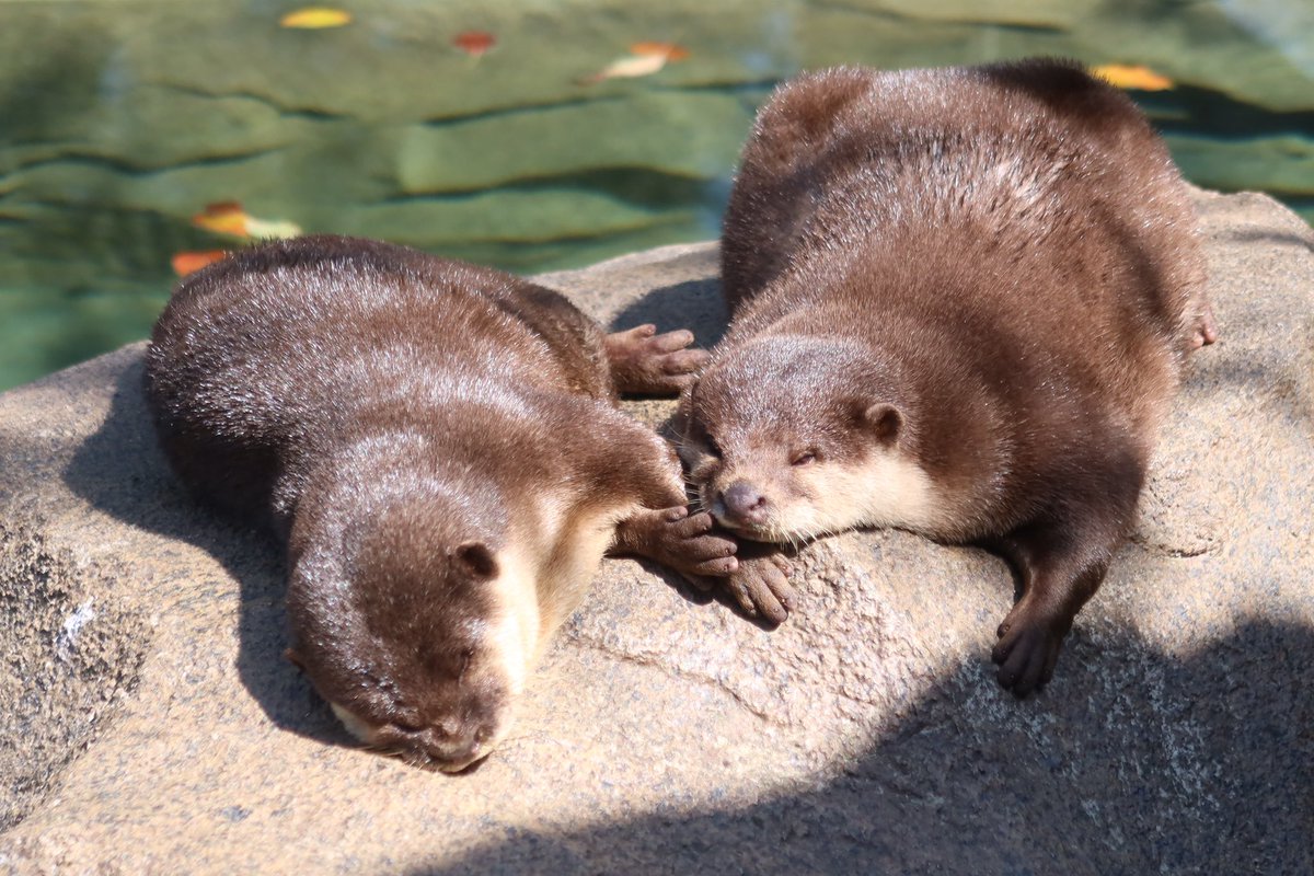 𝟐𝟎𝟐𝟓将太郎生日应援𝐩𝐚𝐫𝐭𝟏 【公益项目：水獭认养】 水獭：薯薯性别：雌性认养者：大﨑将太郎性格：长相可爱颜值高，性格活泼，爱干净，领地意识强。  水獭：塔塔, image size:1200x800