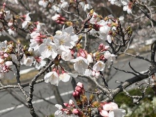 広島市立大学附属図書館 on X