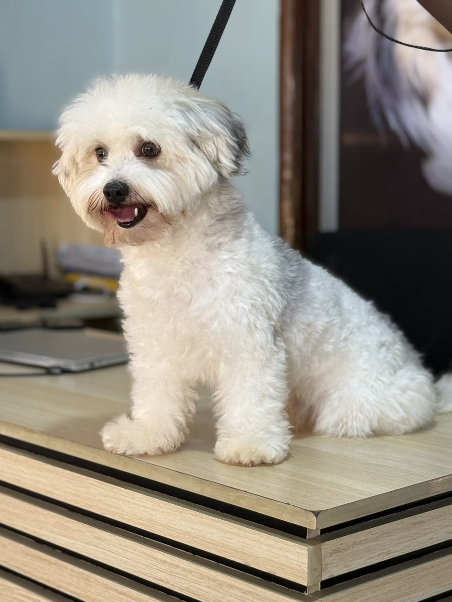 Get your furry friend looking fresh! Vetpal Animal Clinic offers professional pet grooming services. 
Book now: +256 780 301 745
#Vetpal #PetGrooming #AnimalCare