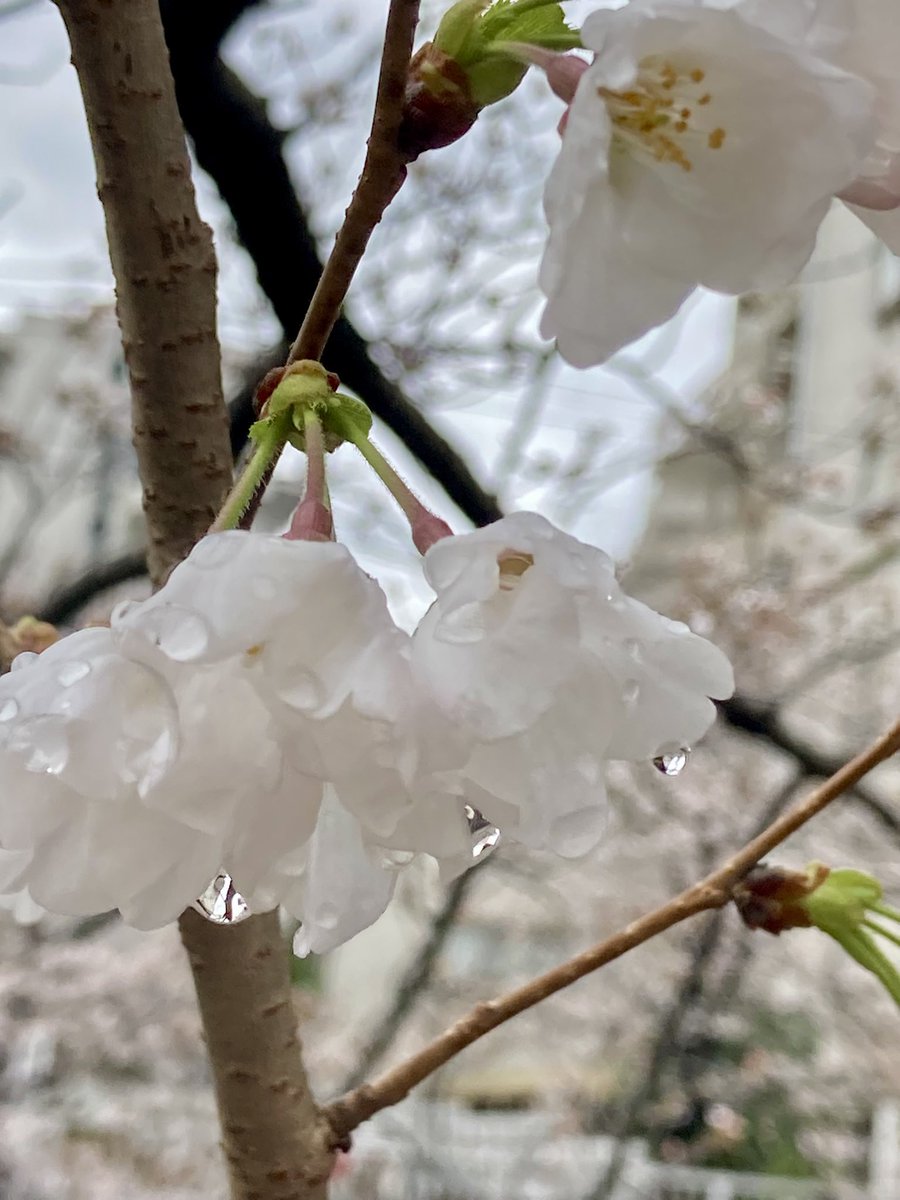 冷たい雨に桜も寒そう…

皆様どうぞご自愛下さいね🌸