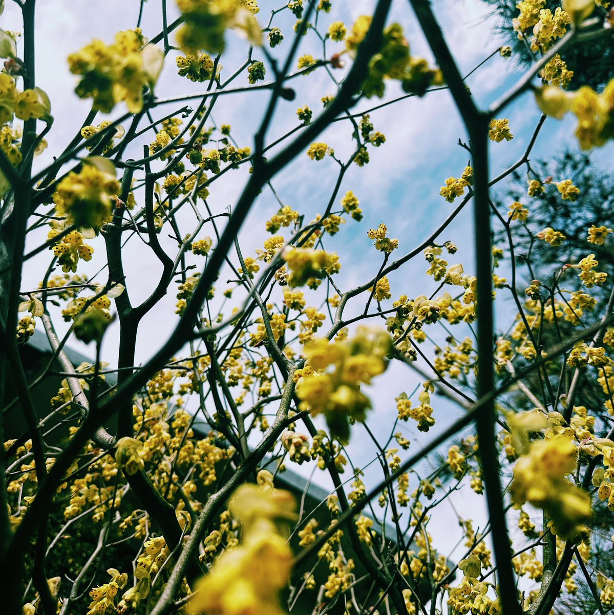 nimbus__2022's tweet image. #イマソラ