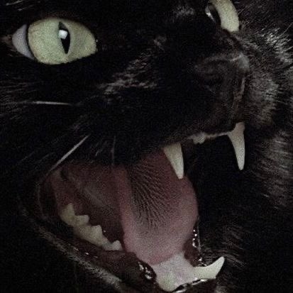 𝐭𝐡𝐞 𝐯𝐚𝐦𝐩𝐢𝐫𝐚 𝐬𝐡𝐨𝐰 🪦 (@horrorsthetics) on Twitter photo 