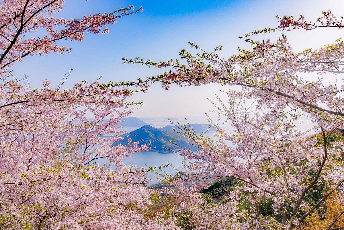 AgPhotogallery's tweet photo. 日本のさくら名所38/100

📍香川県 三豊市 紫雲出山

四国の桜と言えばここ！ https://t.co/ZZBW3KGZfJ