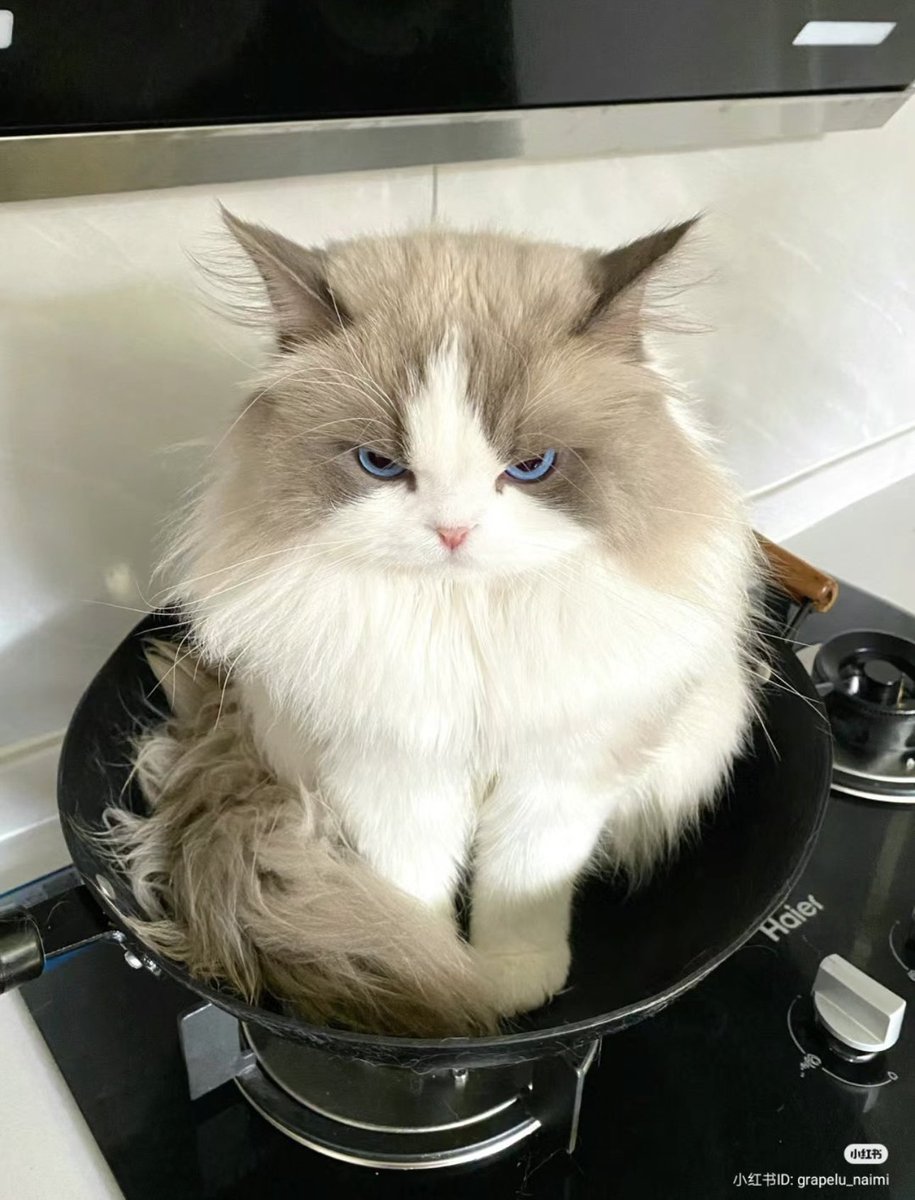 TheCatsX's tweet image. Angy 😡