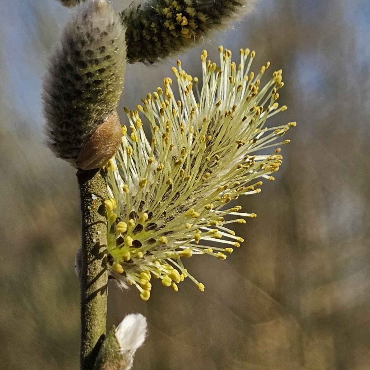 DuylsBos's tweet photo. Veel pollen in de lucht, dus hatsjoe en tranende ogen. Ook de #wilgenkatjes hebben er een aandeel in, op de foto's zie je ze in opeenvolgende stadia. Ze bloeien vroeg en vormen daarmee ook een fijne voedingsbron voor insecten #wilg #salix #voorjaar #hooikoorts #stuifmeel https://t.co/7KqFaWNn6A